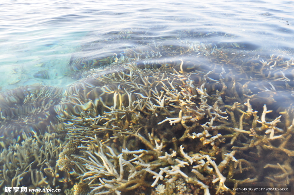 马尔代夫海底世界