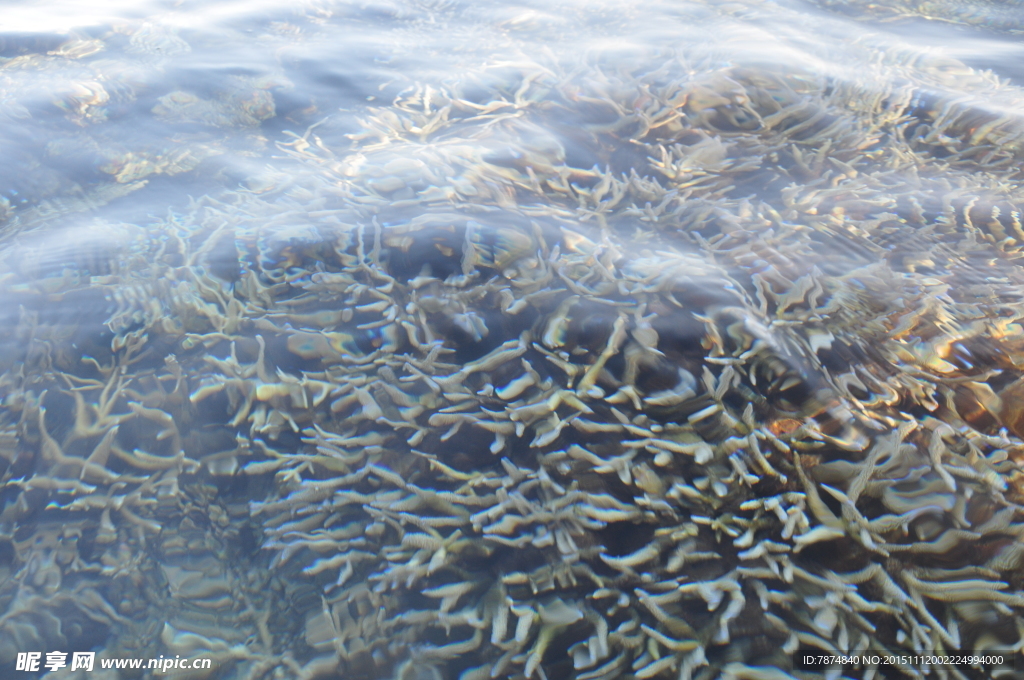 马尔代夫海底世界