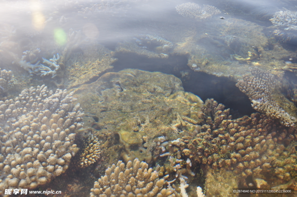 马尔代夫海底世界