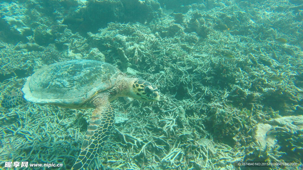 马尔代夫海底世界