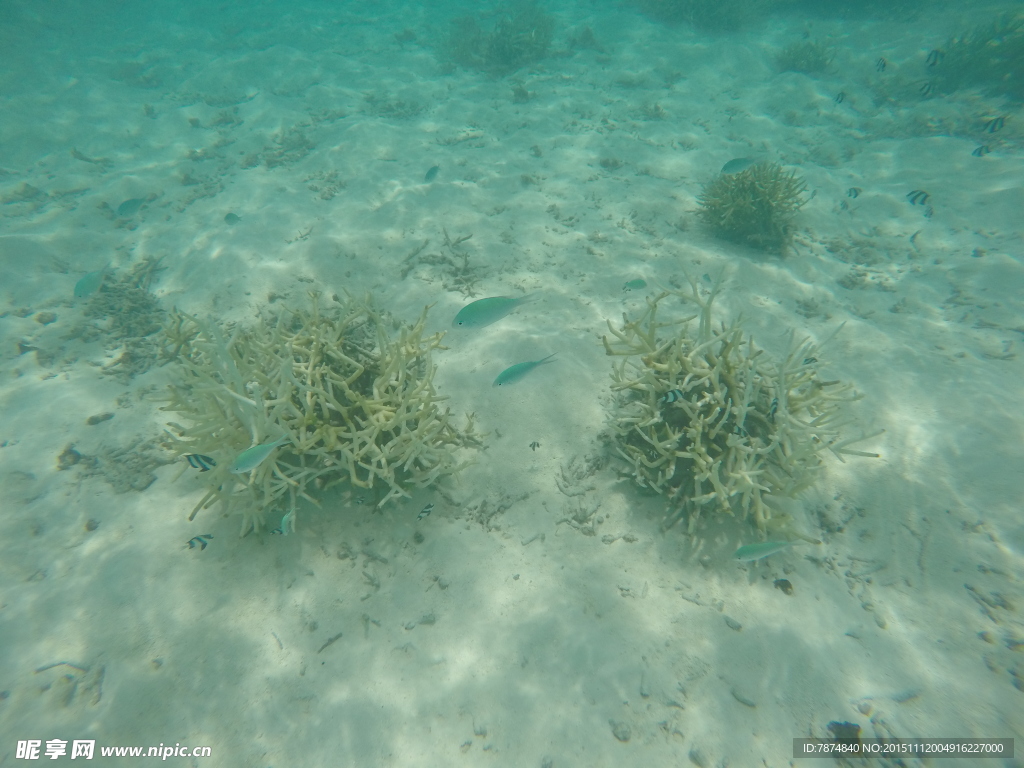 马尔代夫海底世界