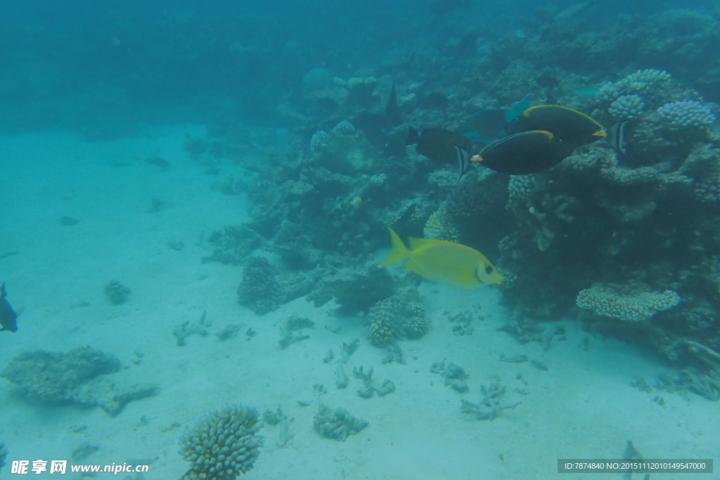 马尔代夫海底世界