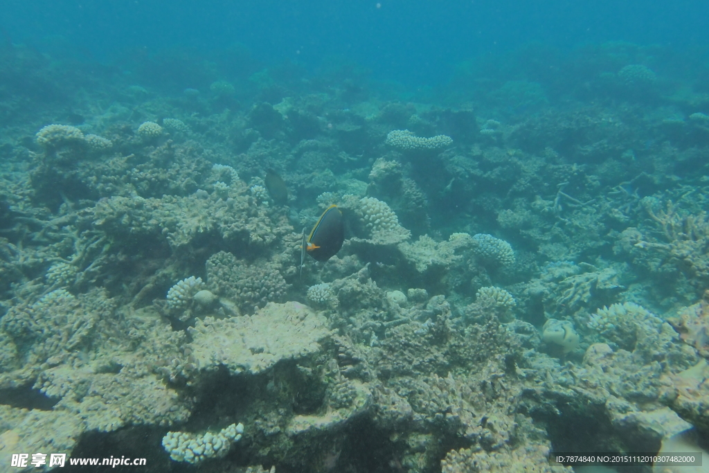 马尔代夫海底世界