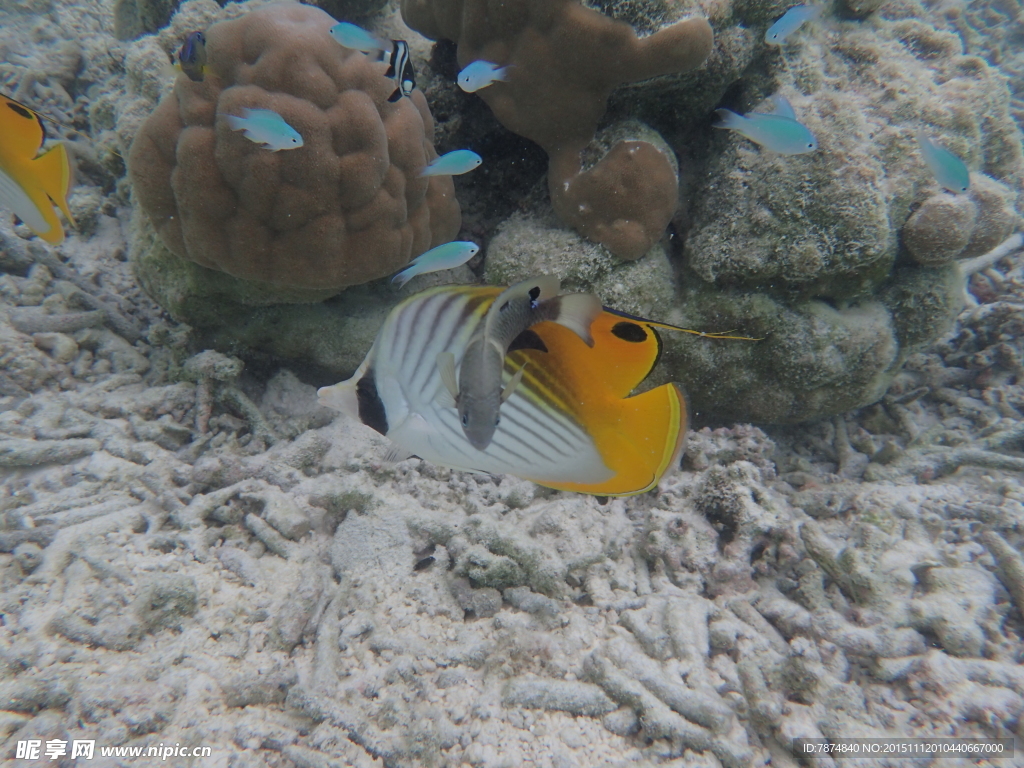 马尔代夫海底世界