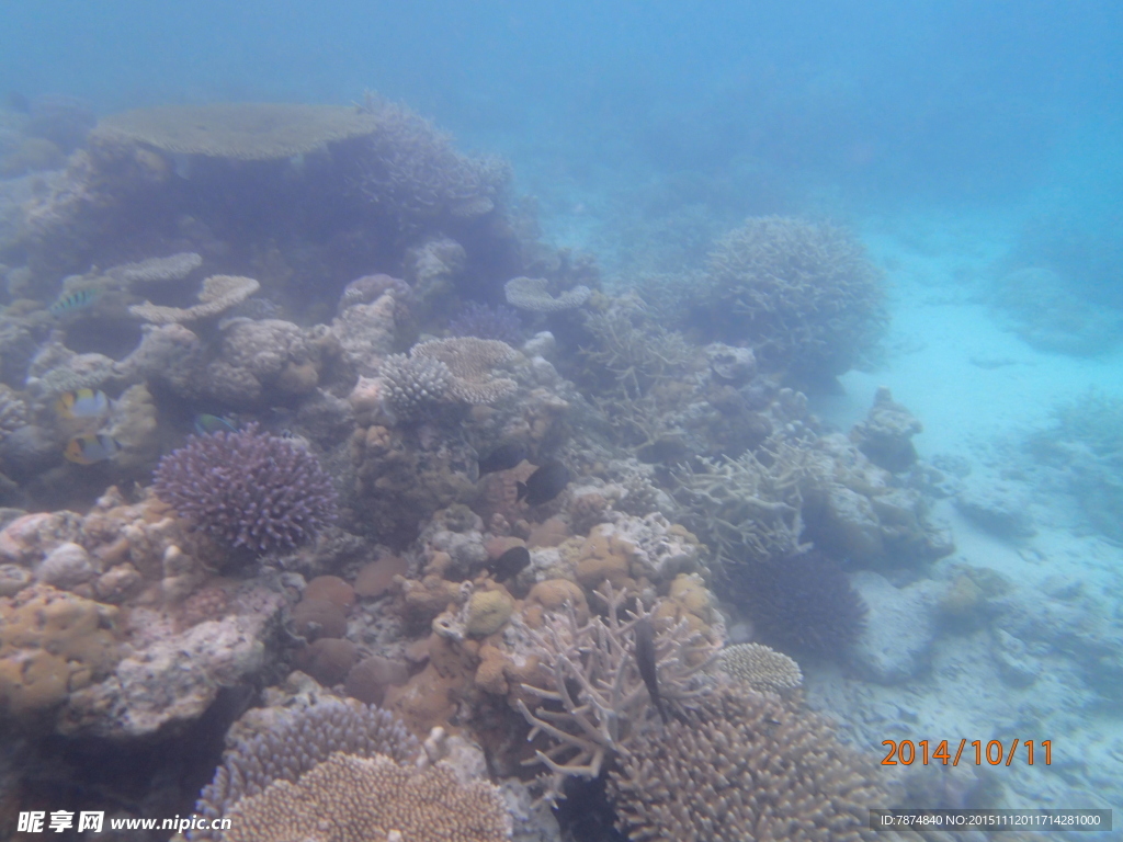 马尔代夫海底世界