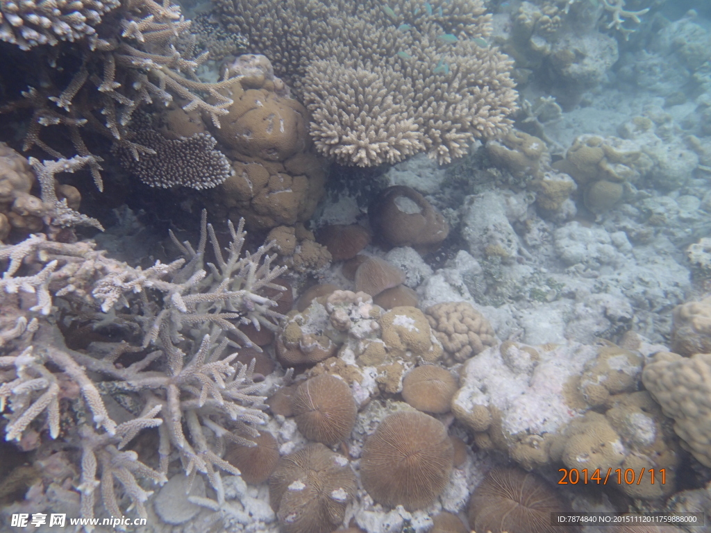 马尔代夫海底世界