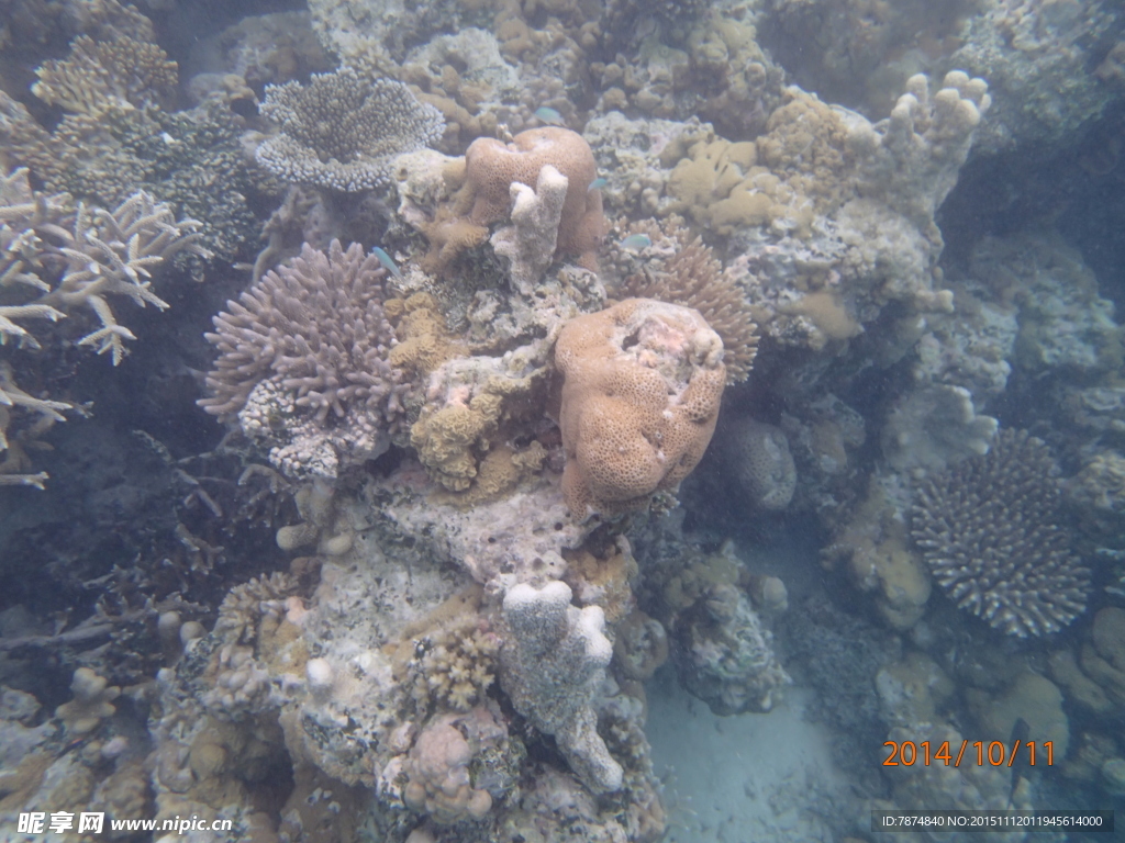 马尔代夫海底世界