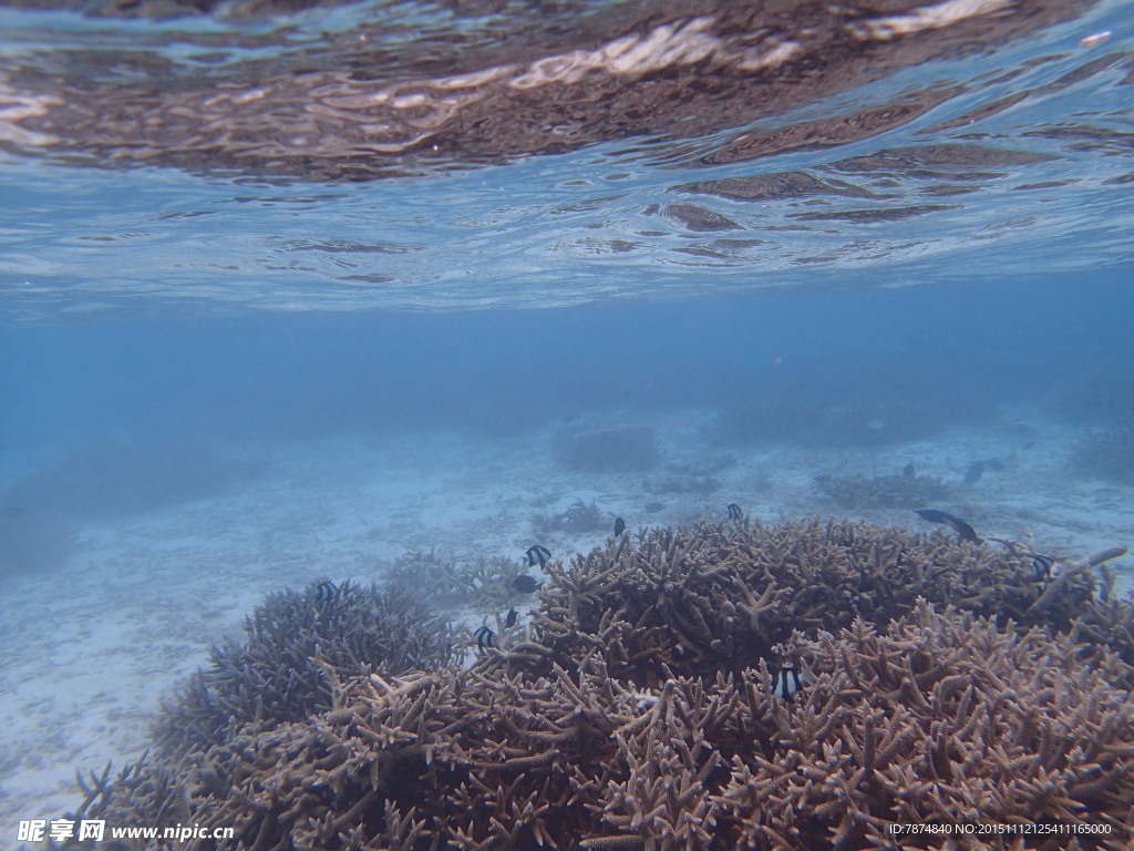 马尔代夫海底世界