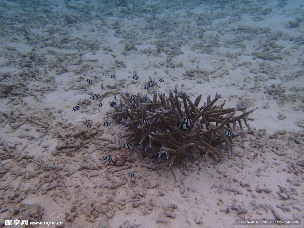 马尔代夫海底世界