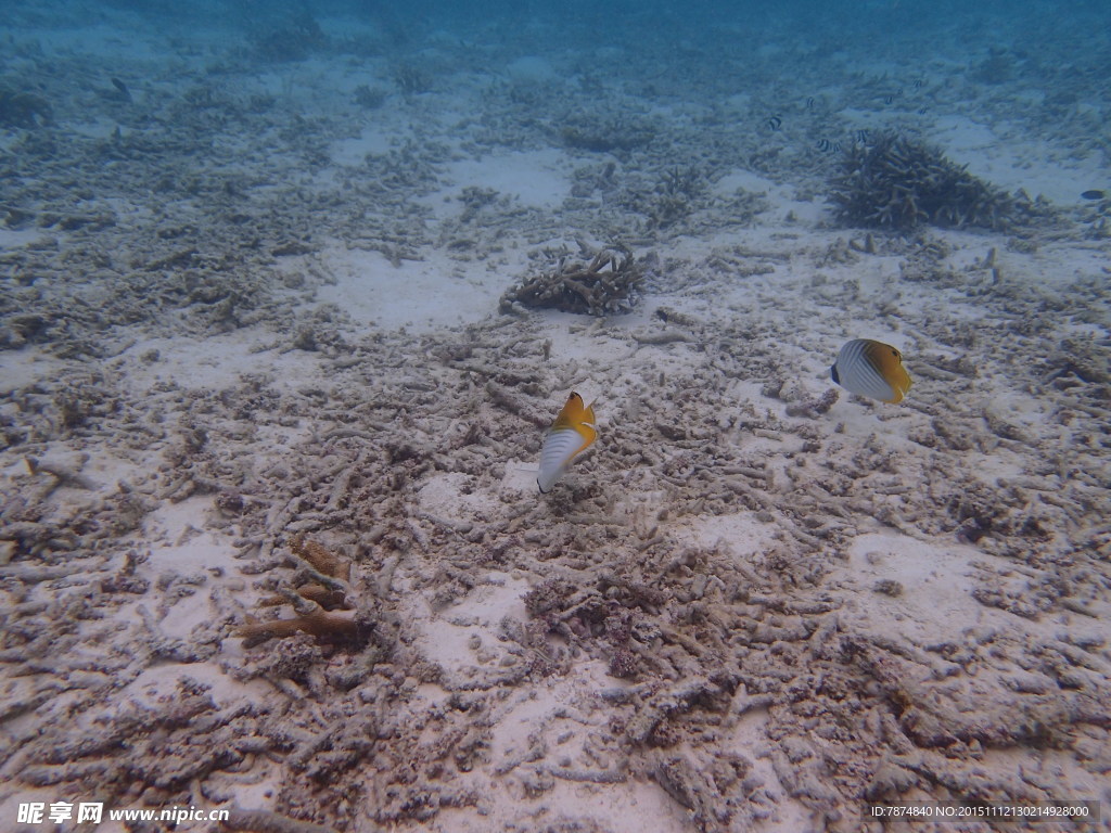 马尔代夫海底世界