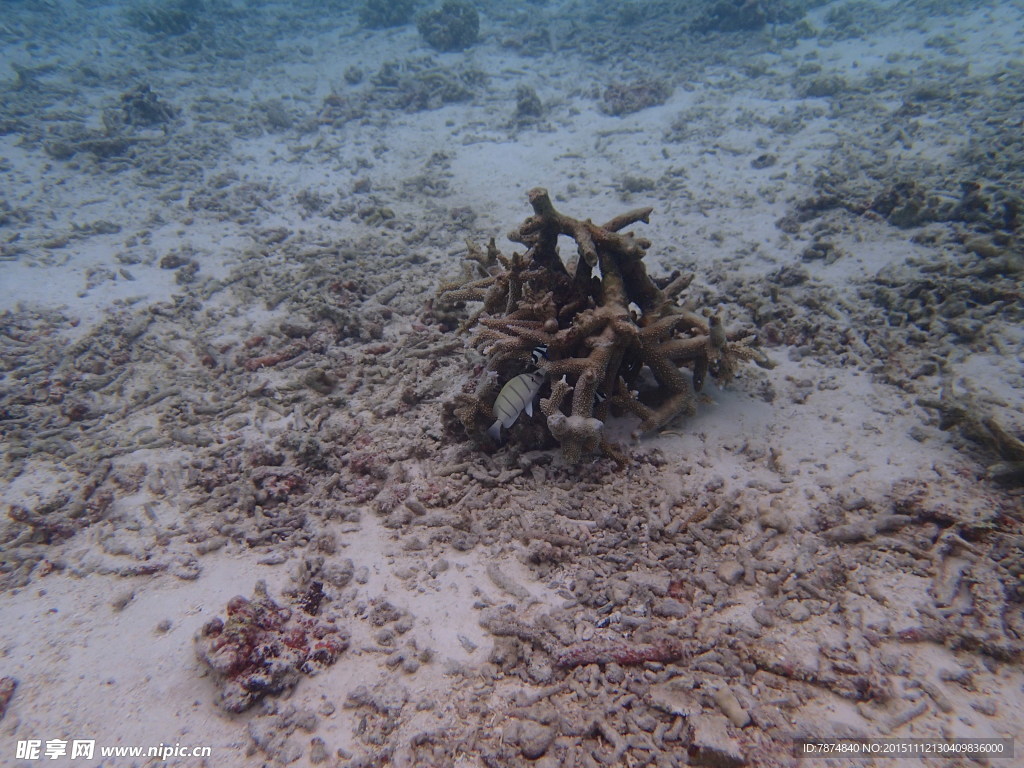 马尔代夫海底世界