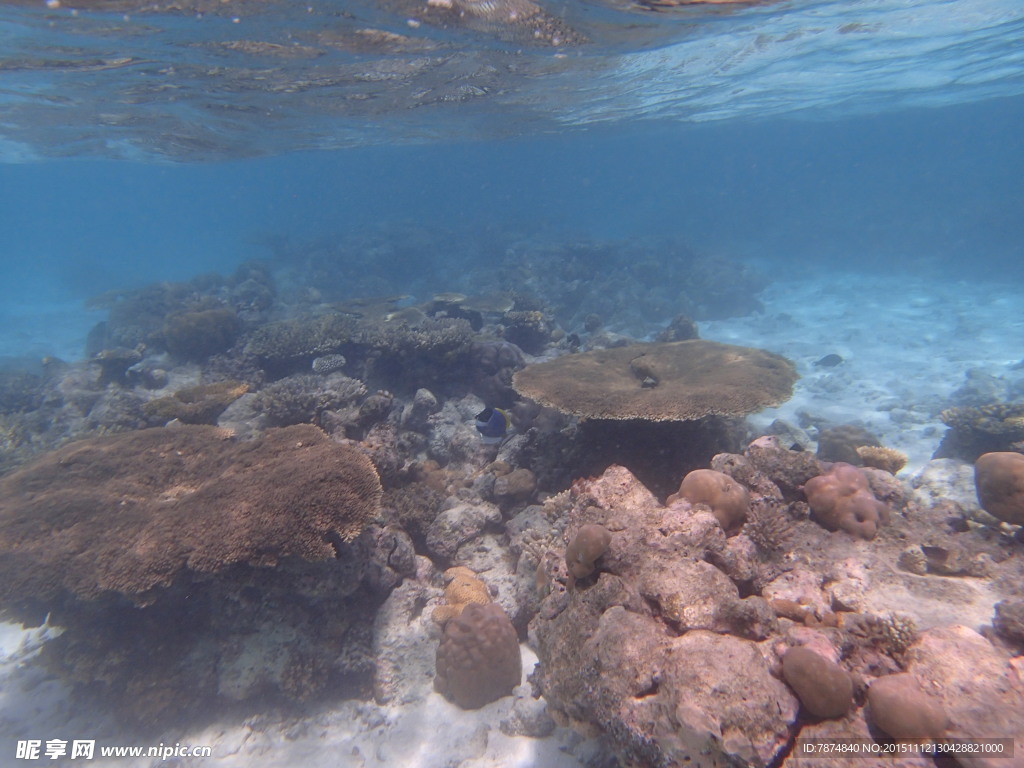 马尔代夫海底世界