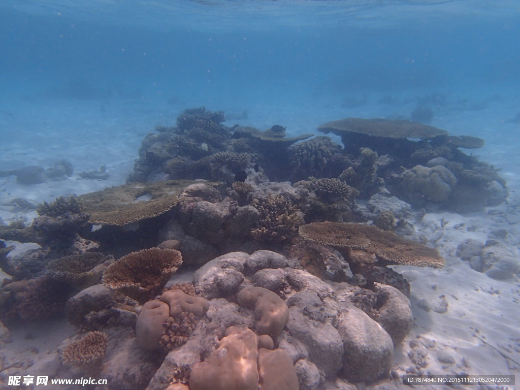 马尔代夫海底世界