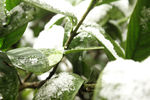 雪中绿叶