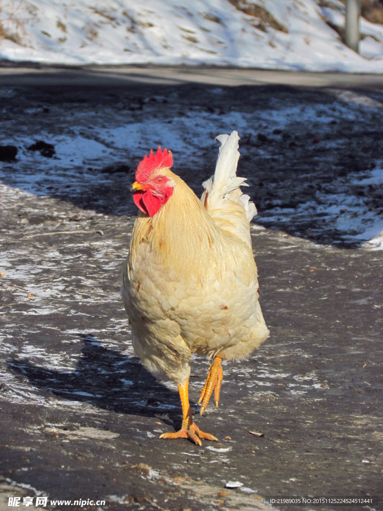雪地公鸡