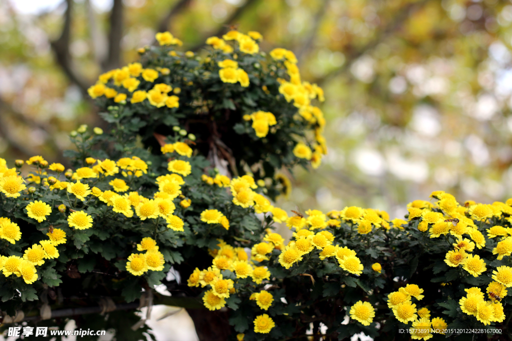 菊花  花  花草  植物