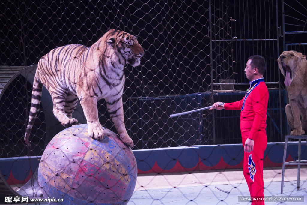马戏团老虎