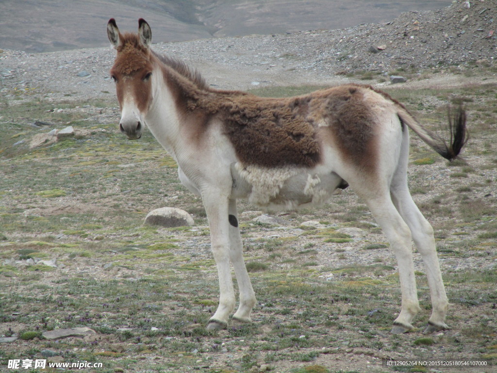青藏高原的藏野驴