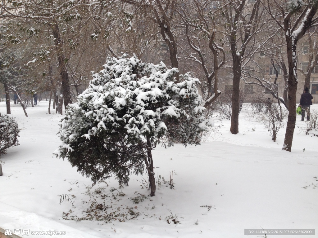 下雪松树