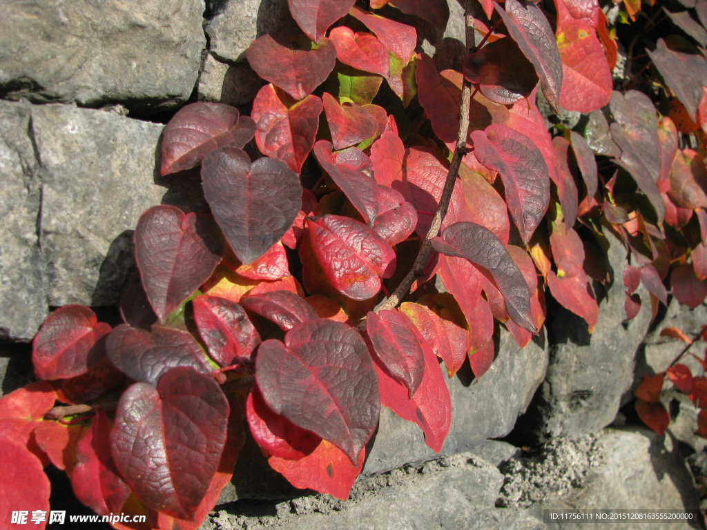 红叶爬墙虎