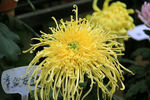 大黄菊