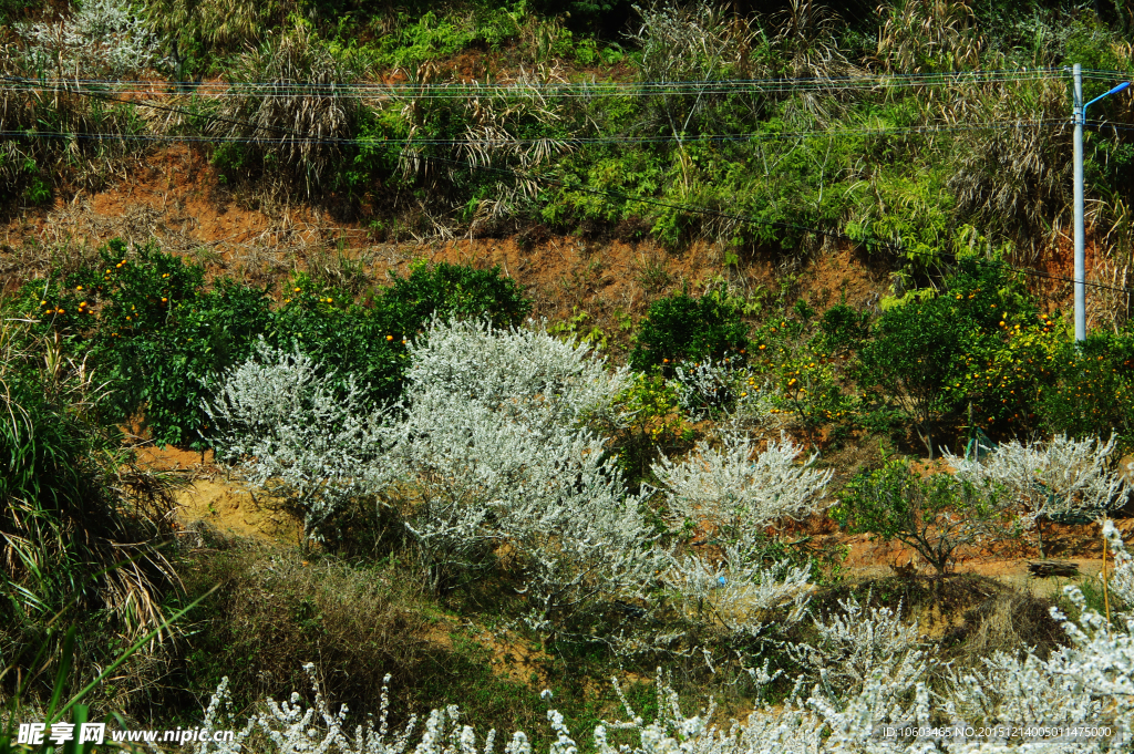 山岚果木 果花飘香