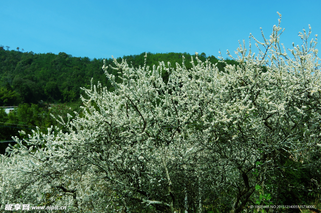 山岚果花 蓝天绽放