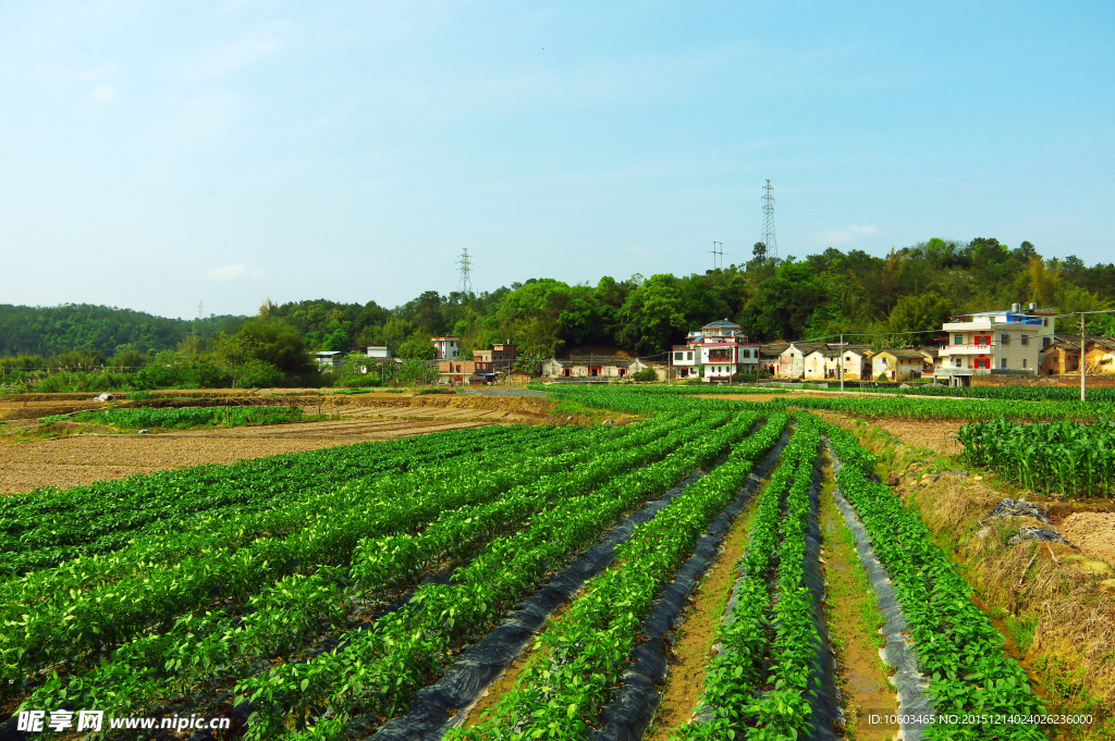 田园风光 辣椒基地