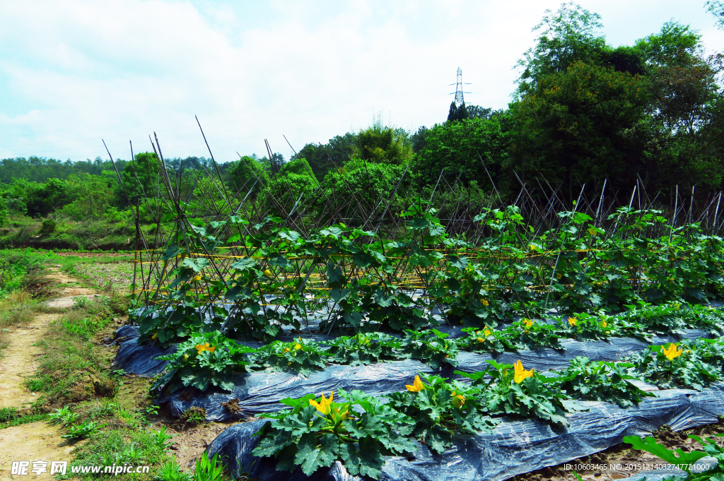 田园瓜果 茁壮成长