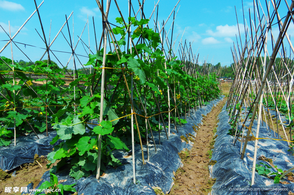 田园风光 瓜果豆藤
