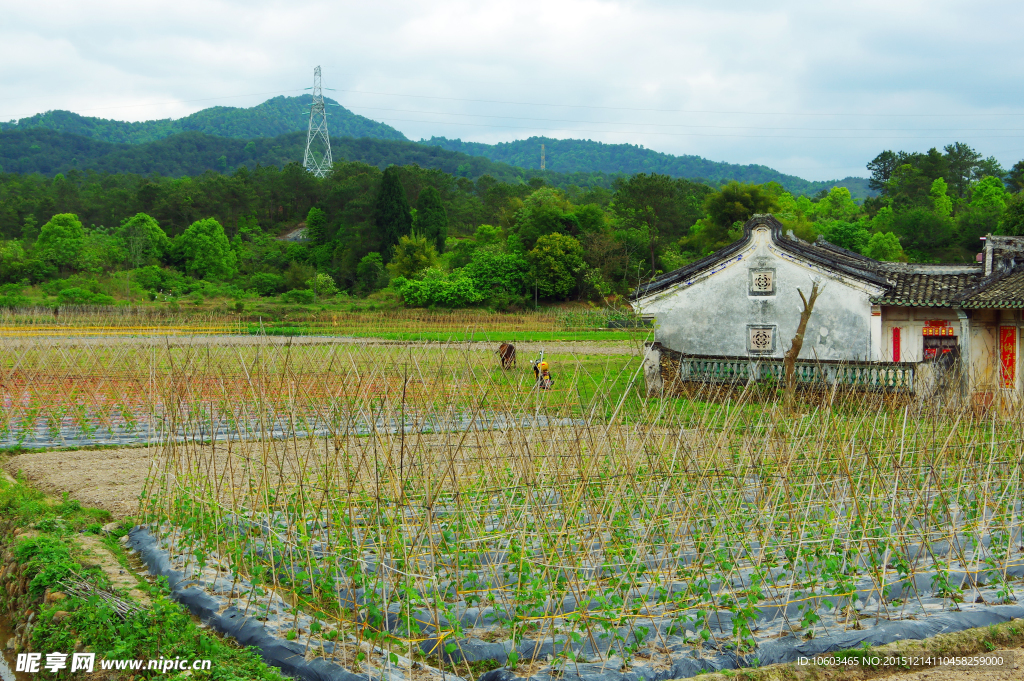 田园风光 蔬菜田园