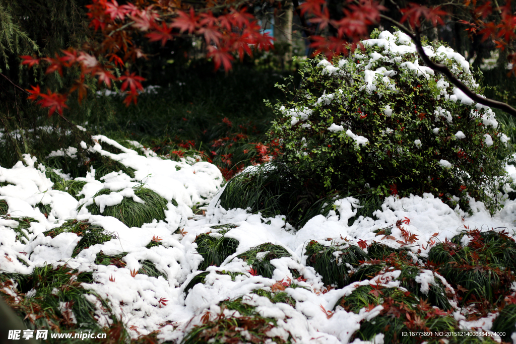 雪花红叶