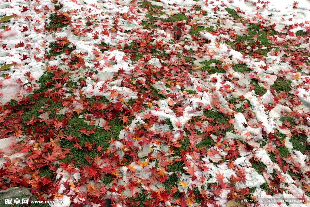 雪地红叶