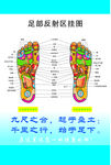 足部反射区挂图