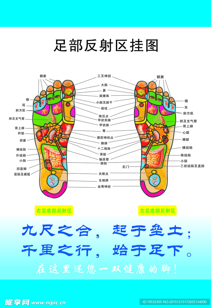 足部反射区挂图