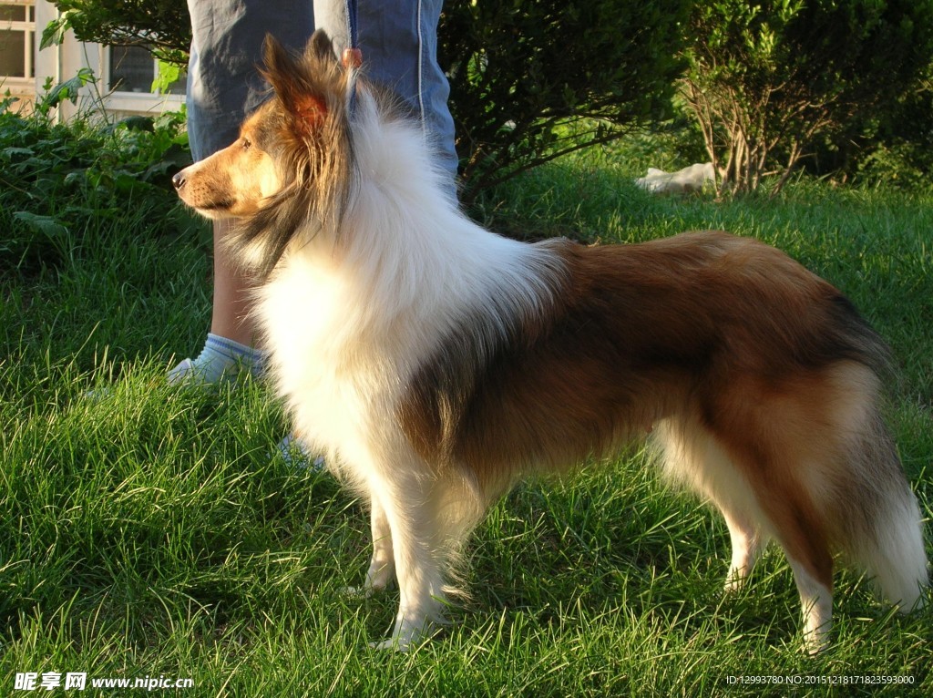 家养宠物 可爱的狗