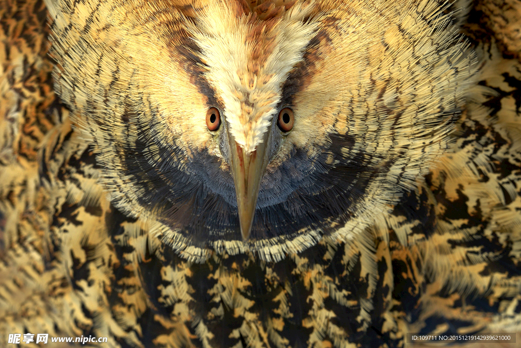 金雕苍鹰座山雕