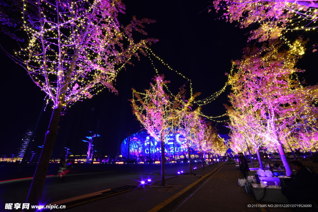 奥体中心银杏树