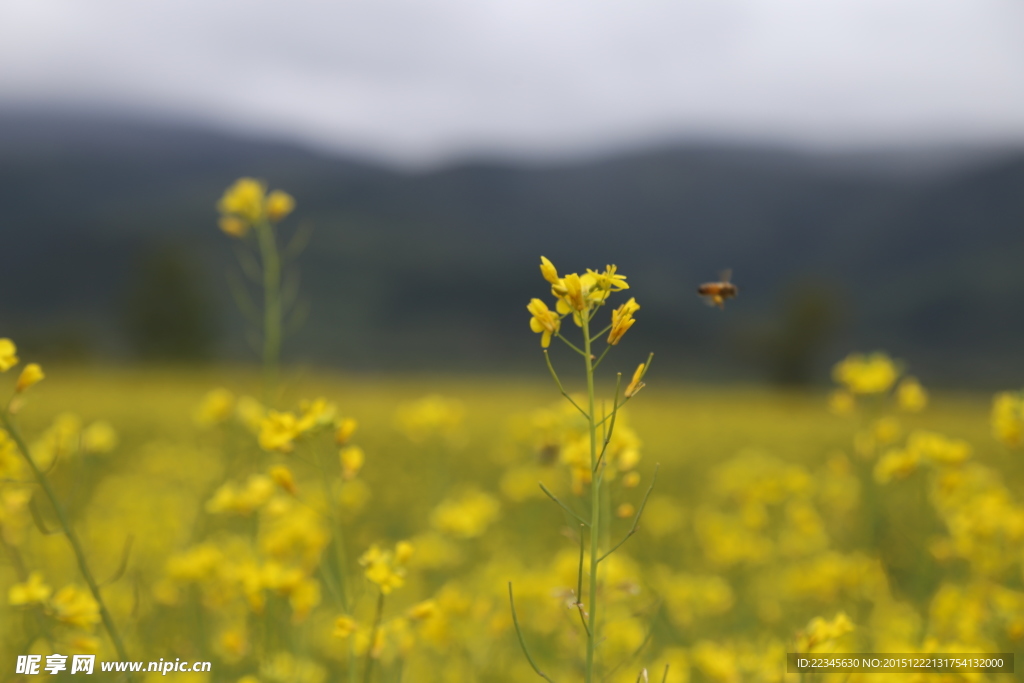 油菜花 蜜蜂
