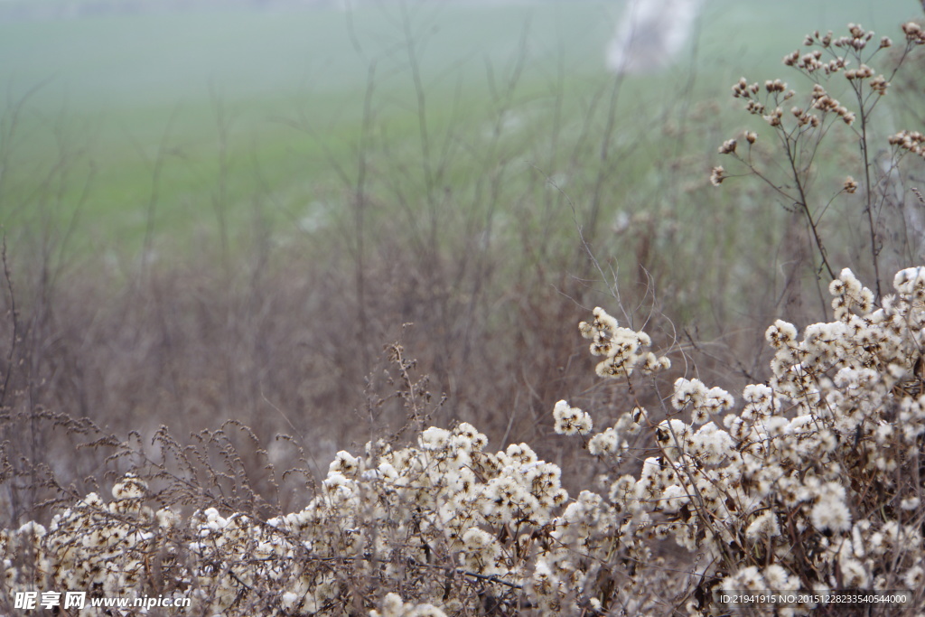 野棉花与冬小麦