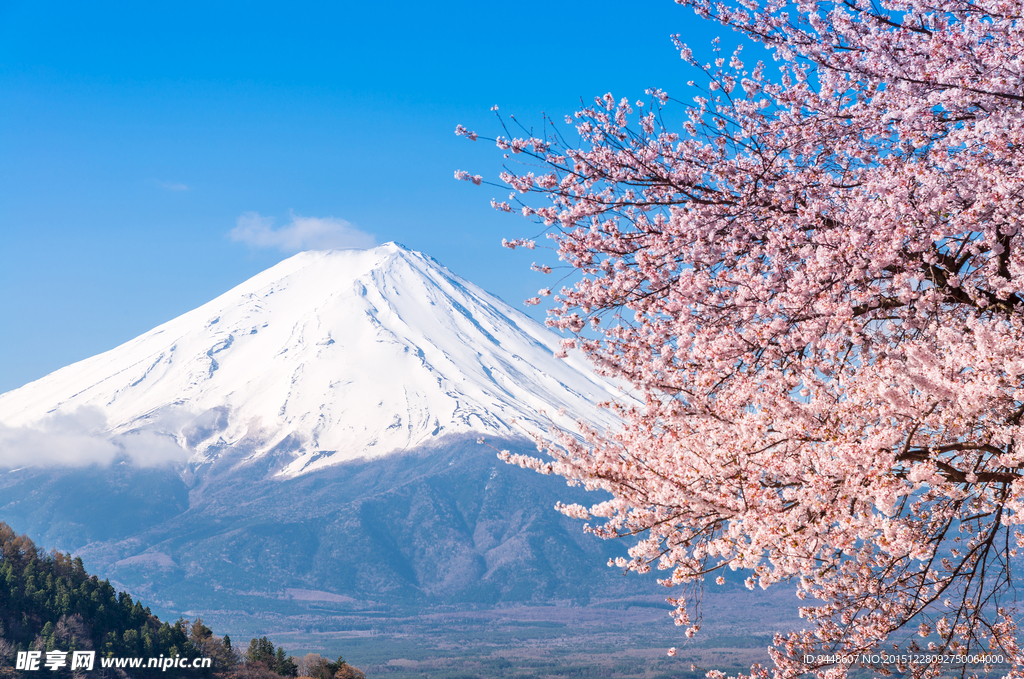日本樱花富士山图片