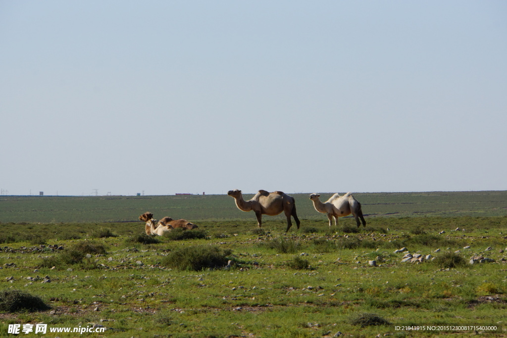 草原骆驼