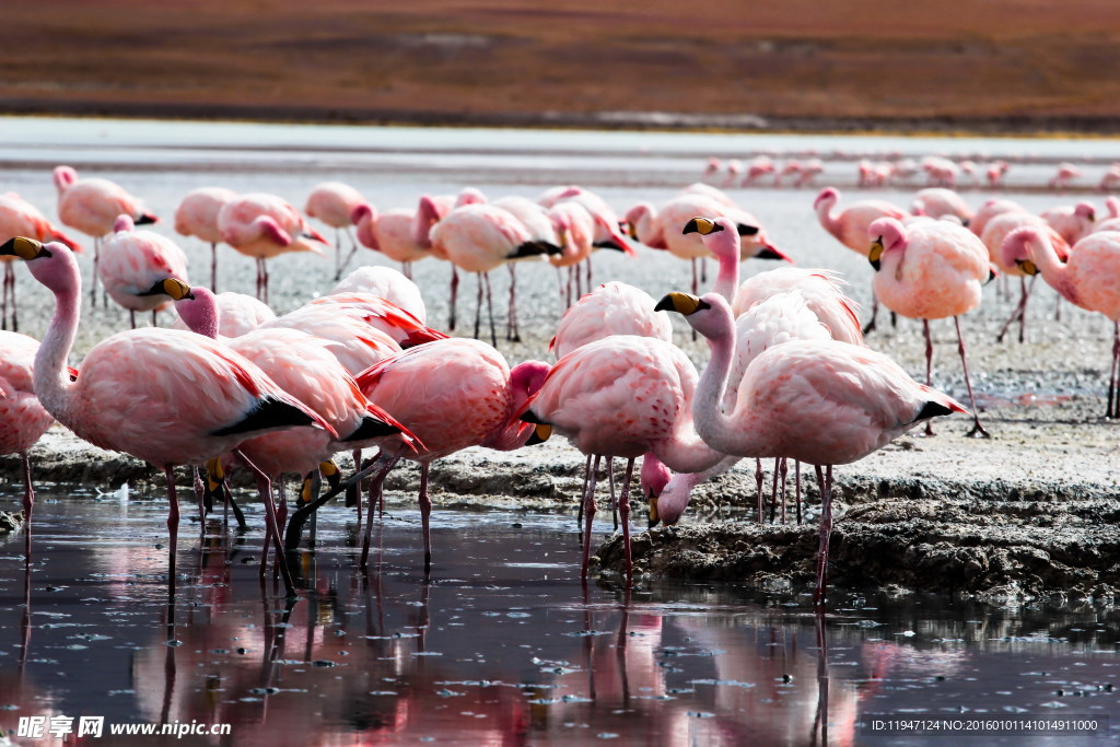 火烈鸟图片大全