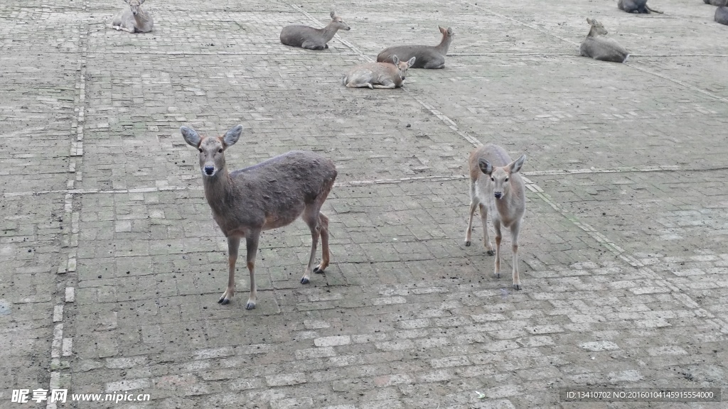 梅花鹿群高清摄影图