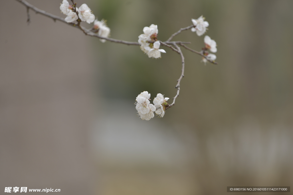 白色梅花 梅枝  寒梅