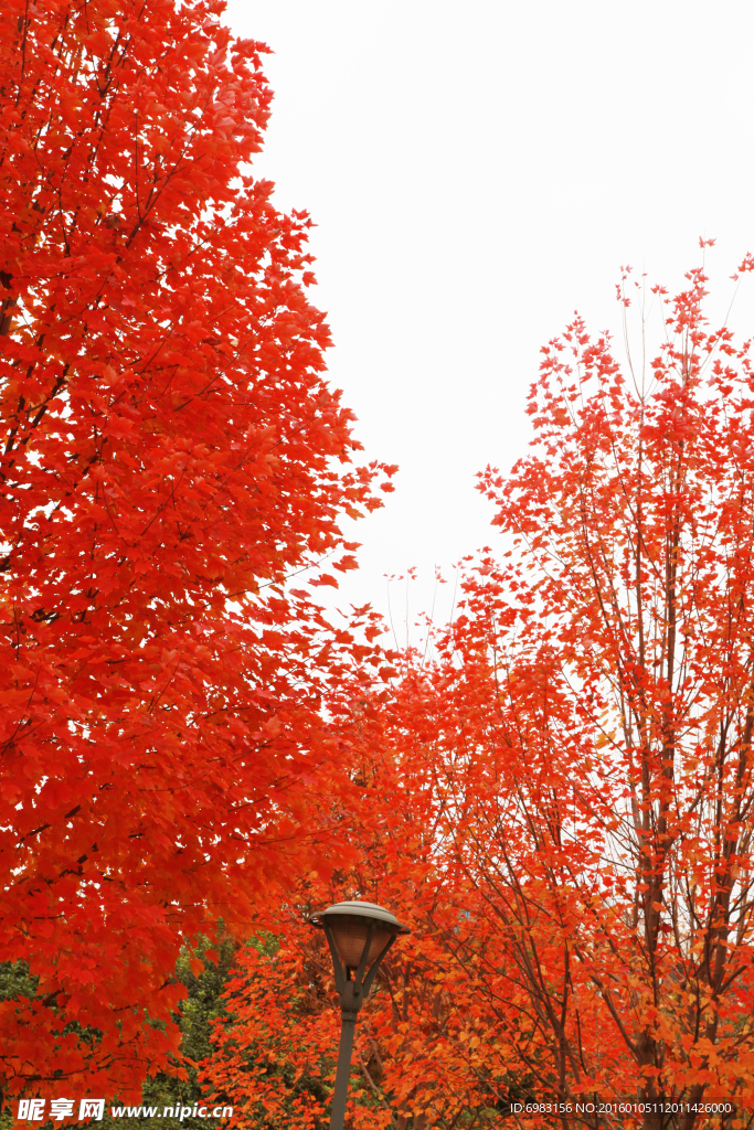 红枫叶 红色的枫树