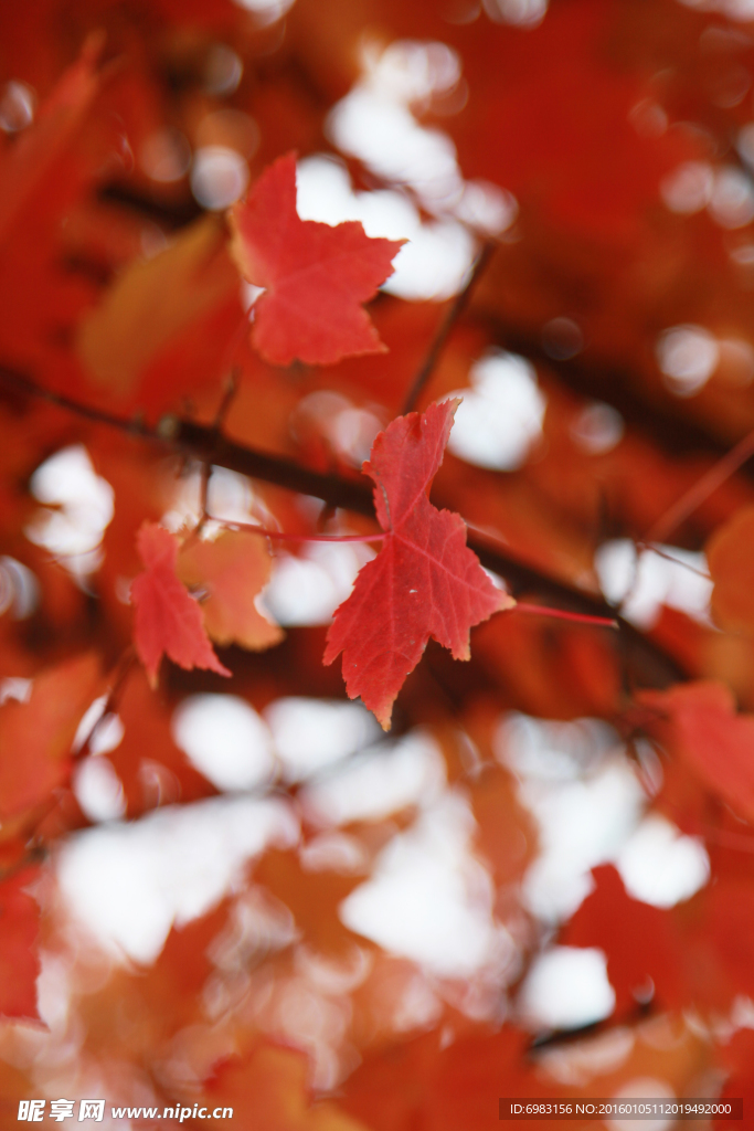 红枫叶 红色的枫树   叶子