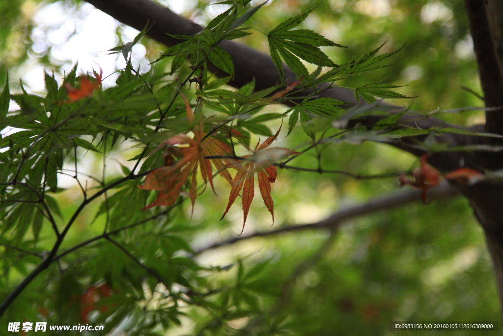 枫叶 枫树