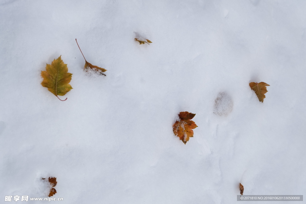 雪 黄叶
