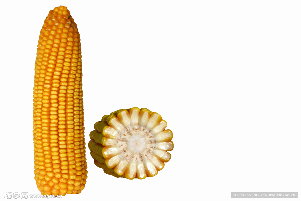 玉米横截面 玉米样品
